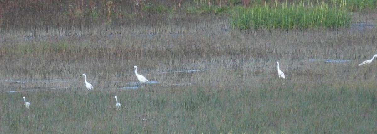 Little Egret - ML641457155