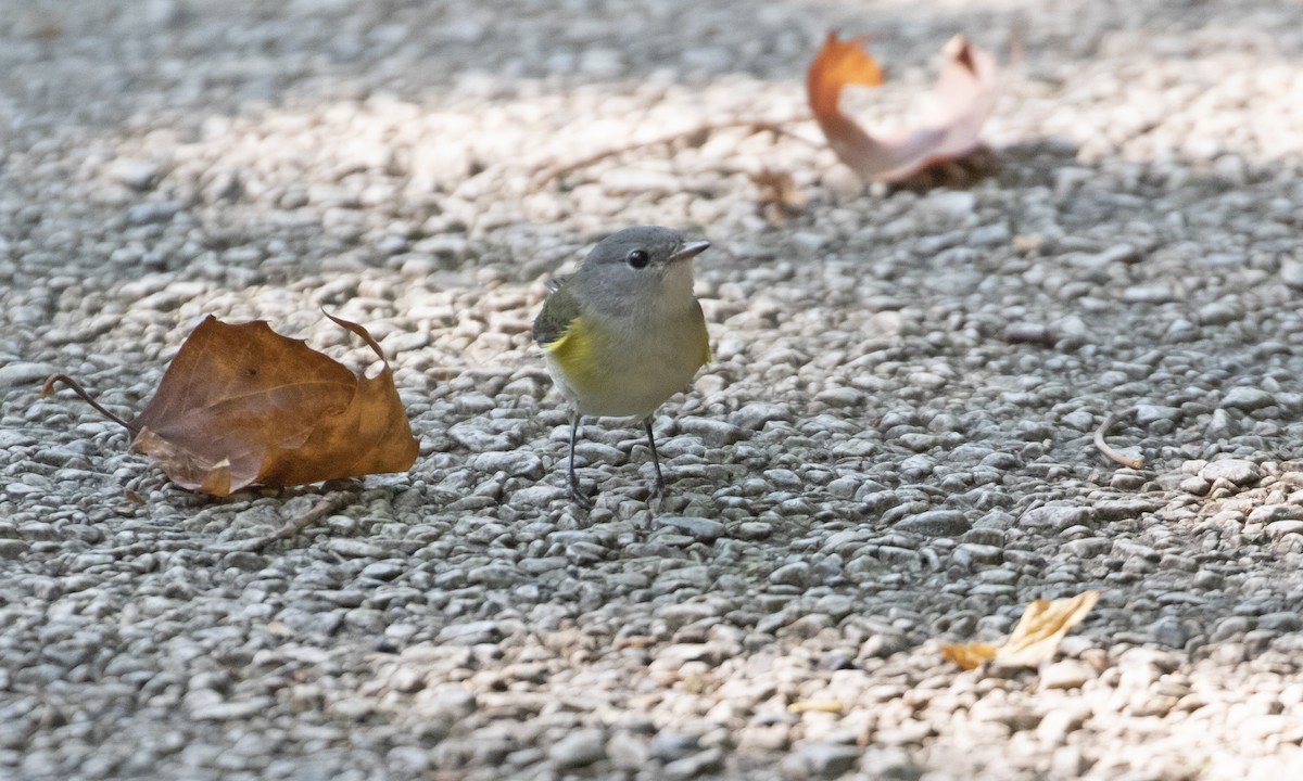 American Redstart - ML641457172