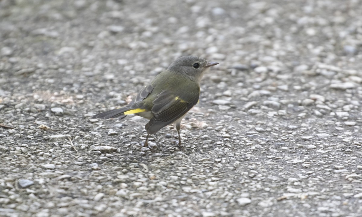 American Redstart - ML641457173
