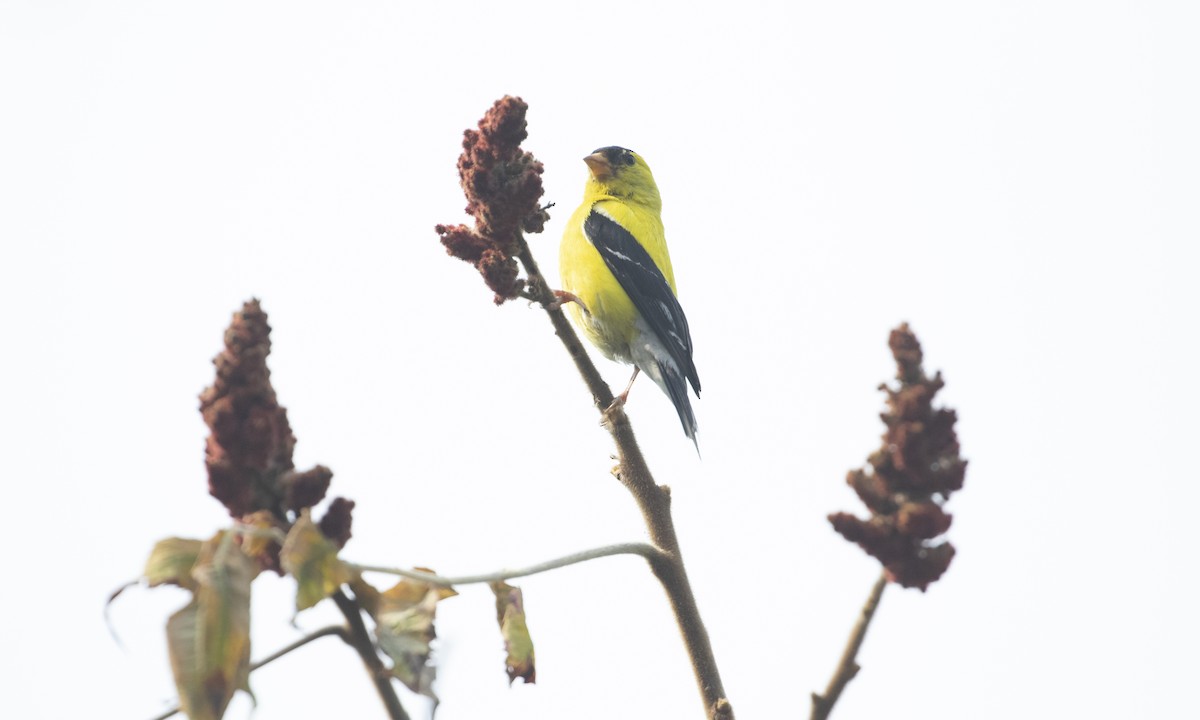 American Goldfinch - ML641457204