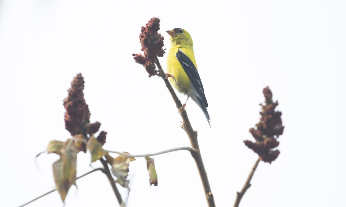 American Goldfinch - ML641457205