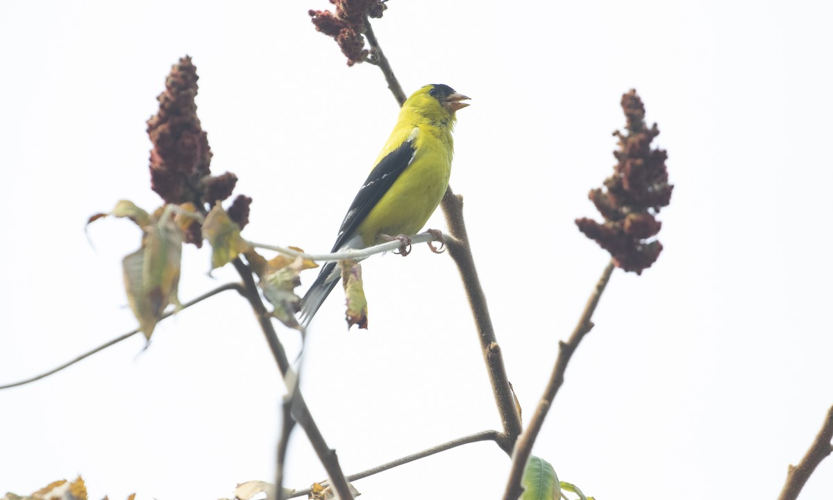 American Goldfinch - ML641457206