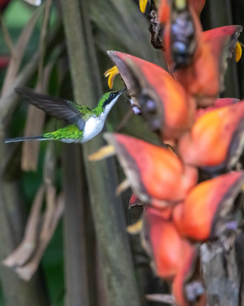 Purple-crowned Fairy - ML641457210