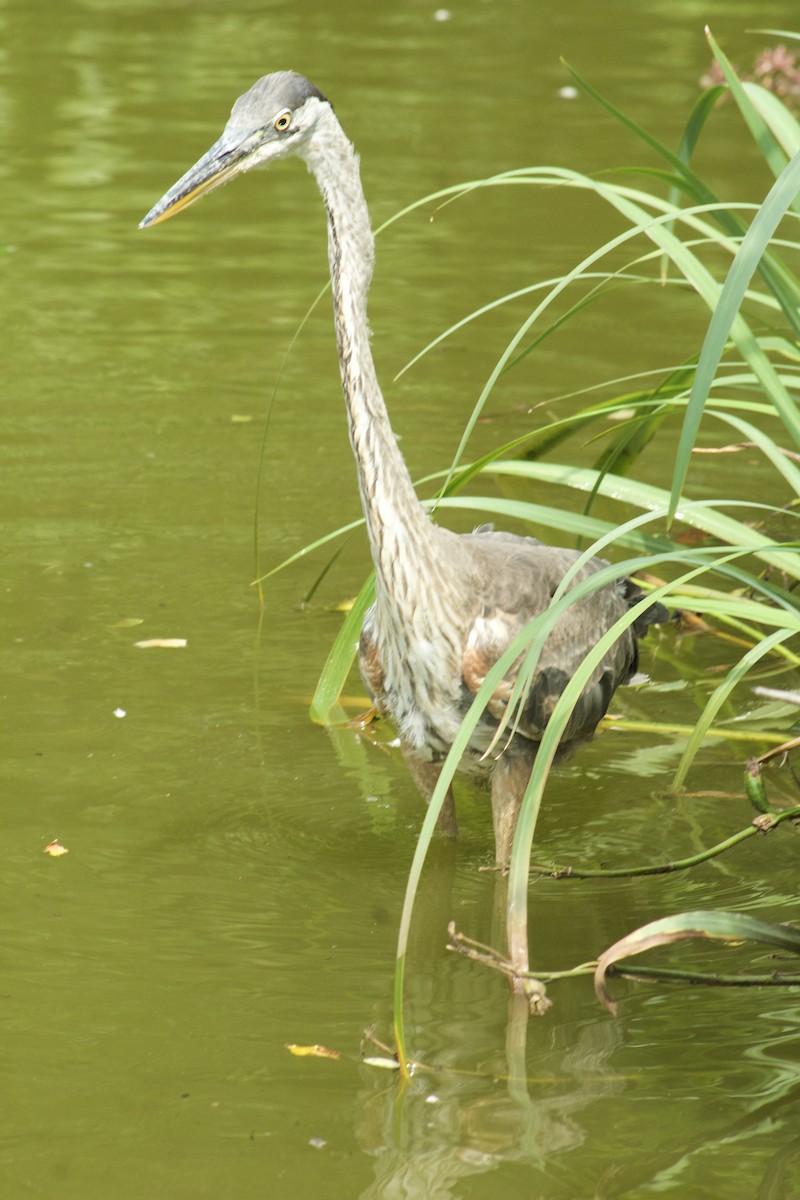 Great Blue Heron - ML641457243