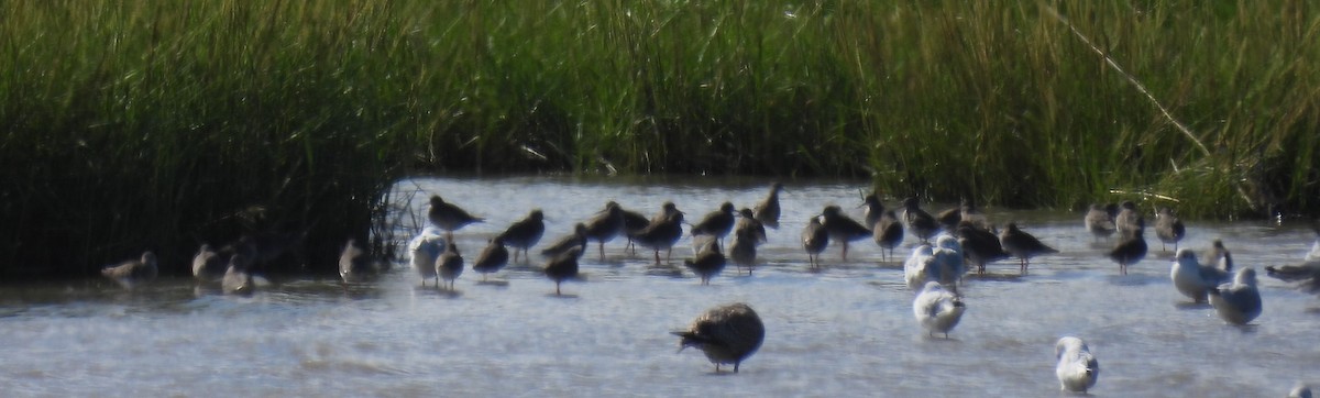 Common Redshank - ML641457245