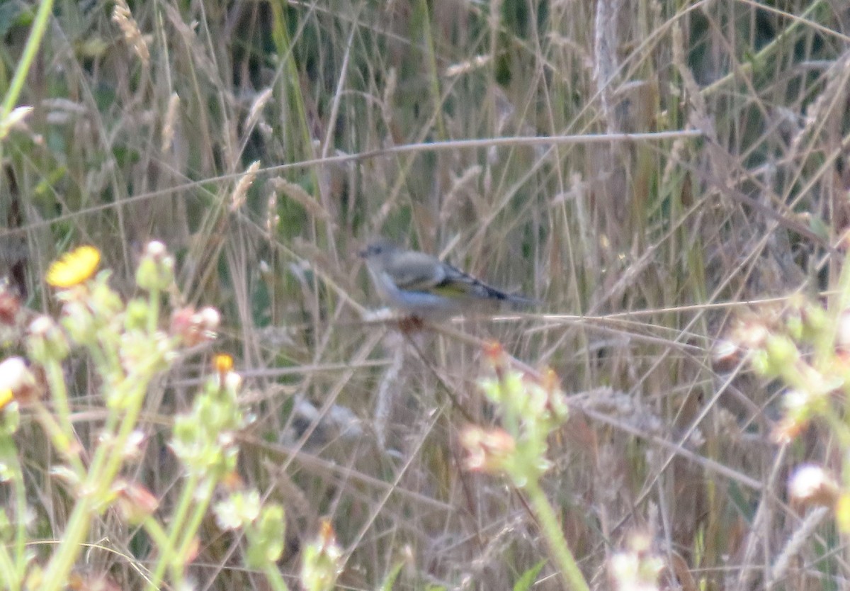 Lawrence's Goldfinch - ML641457247