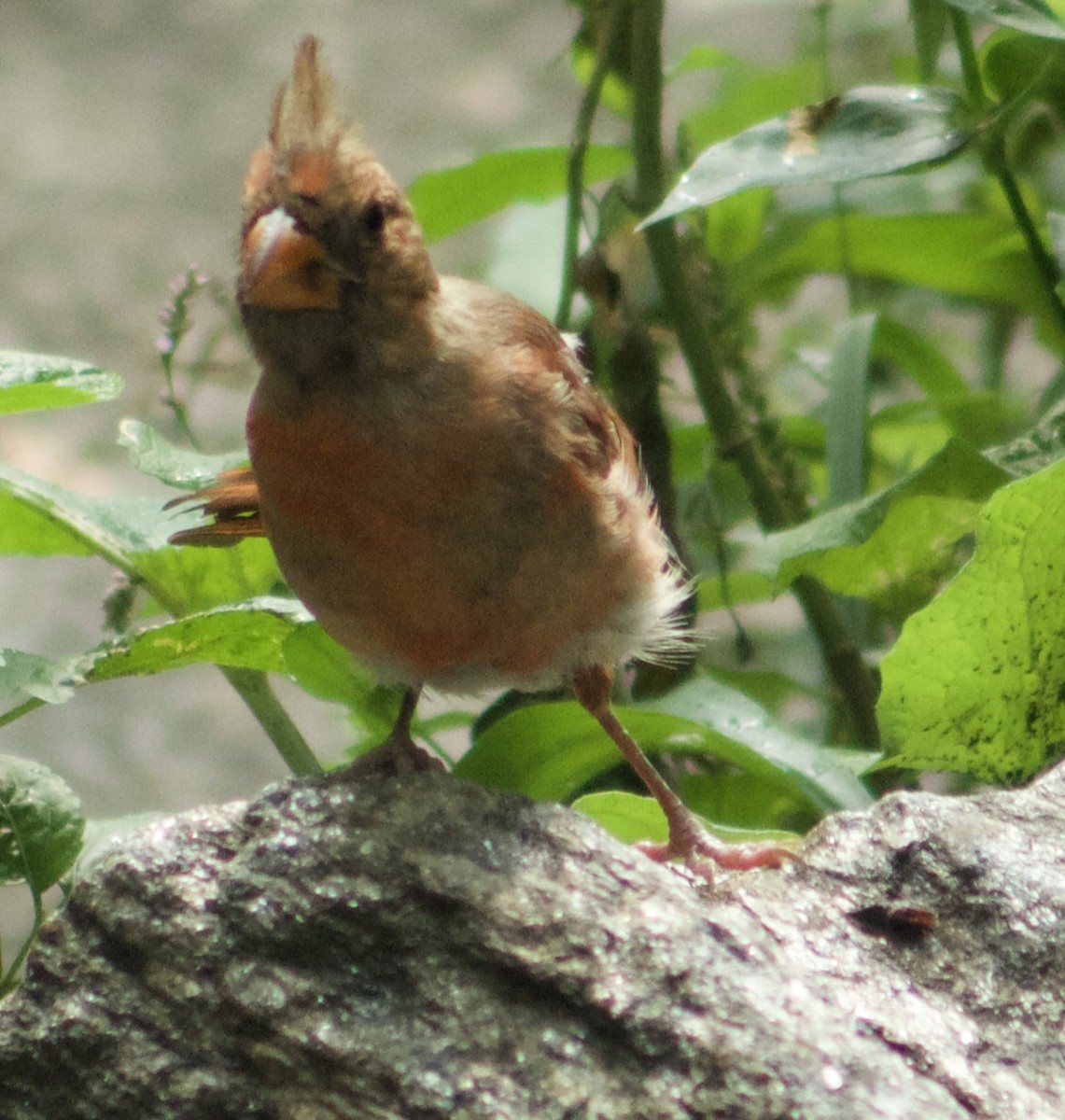 Northern Cardinal - ML641457252