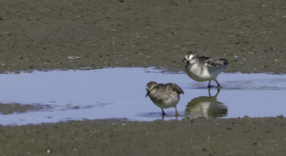 Semipalmated Sandpiper - ML641457253