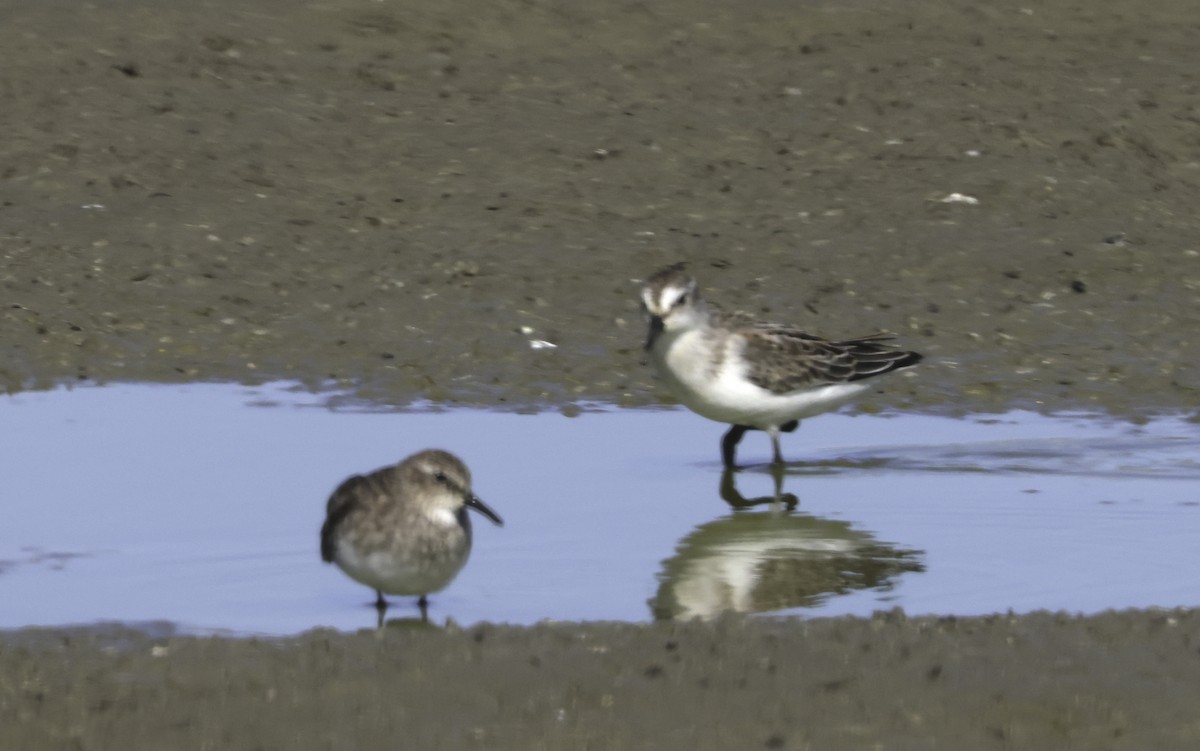 Semipalmated Sandpiper - ML641457255