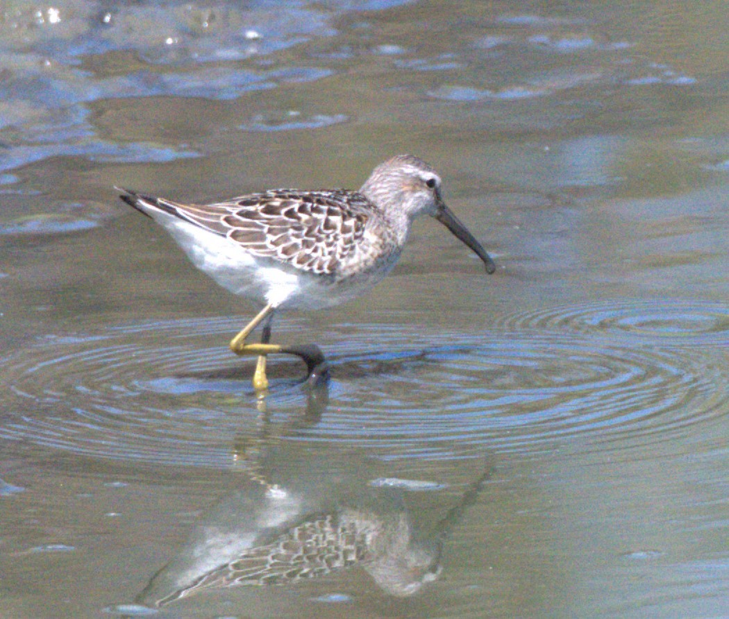 Stilt Sandpiper - ML641457260