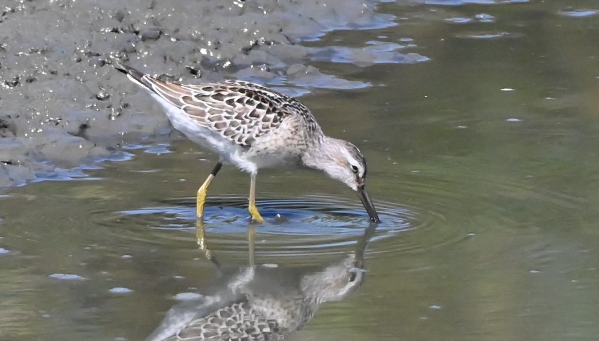 Stilt Sandpiper - ML641457261
