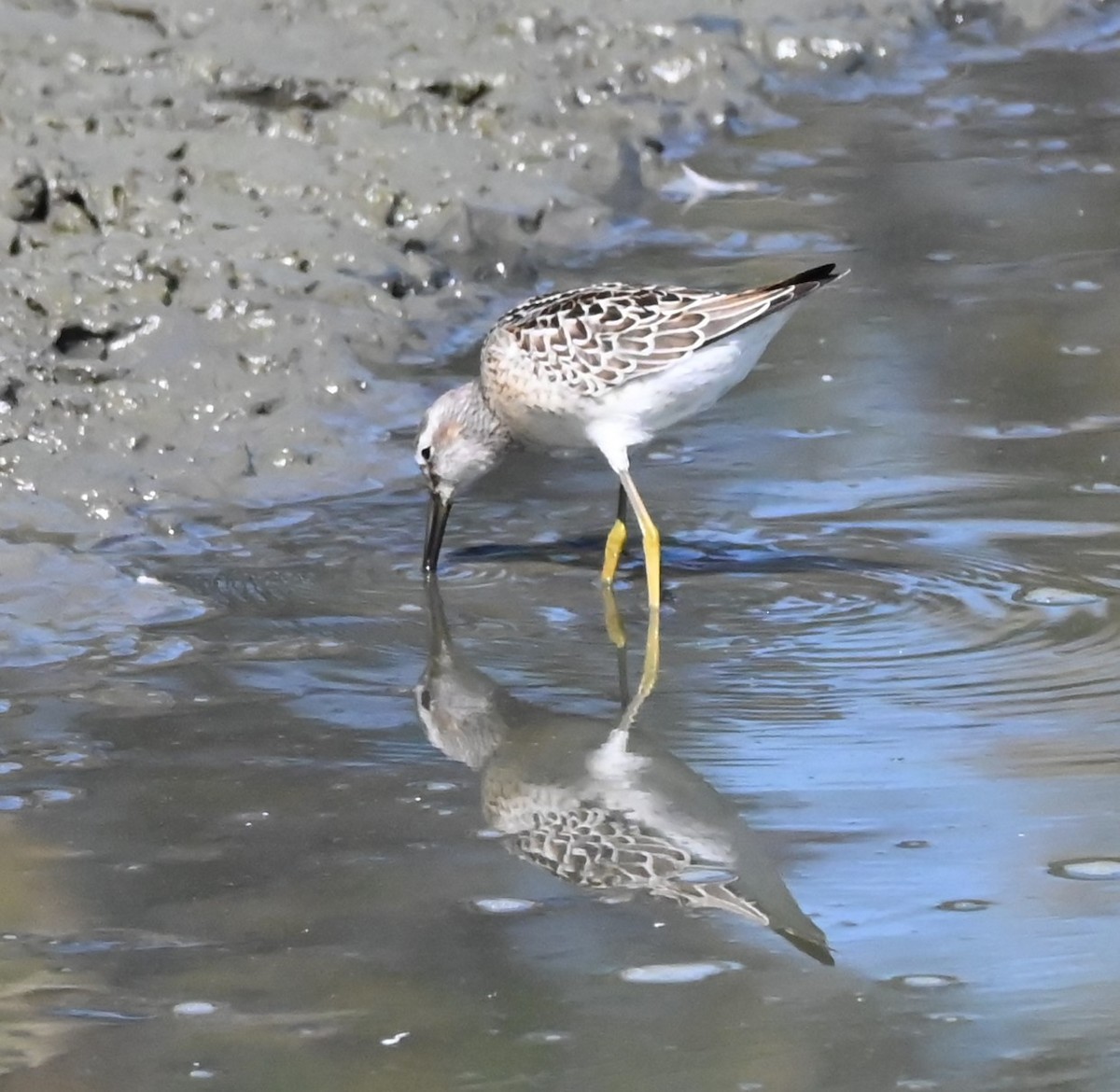 Stilt Sandpiper - ML641457264