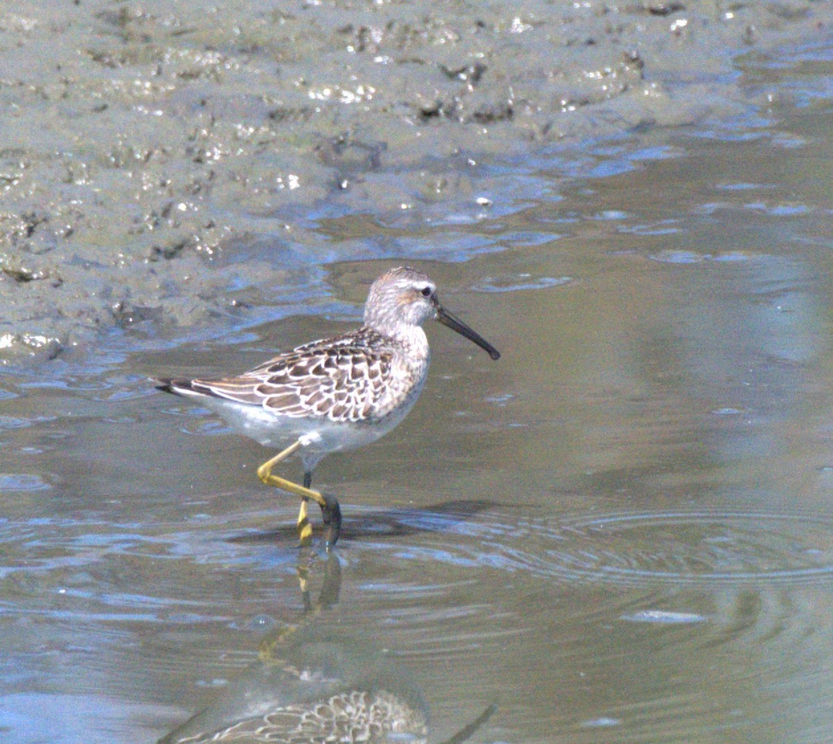 Stilt Sandpiper - ML641457265