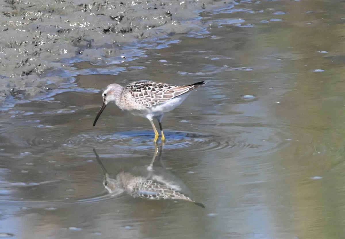 Stilt Sandpiper - ML641457267
