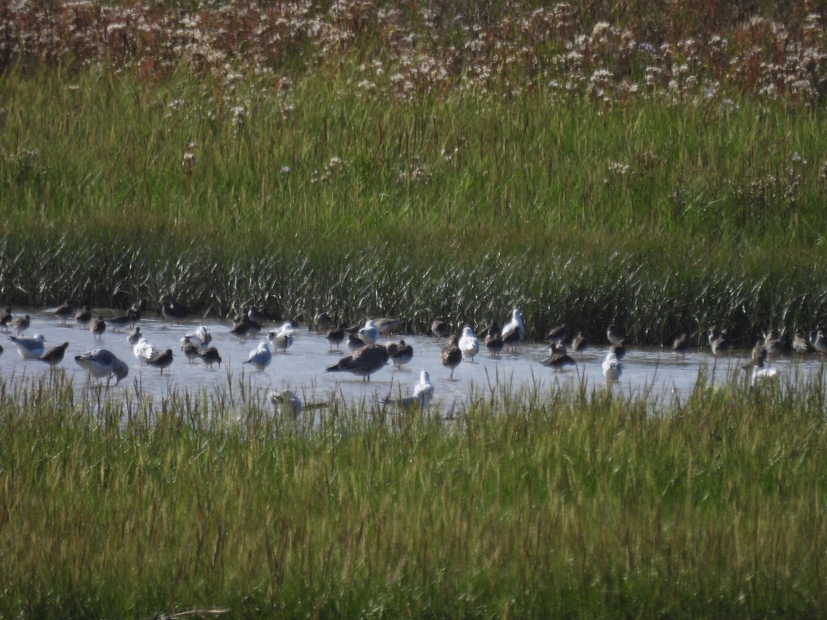 Common Redshank - ML641457272