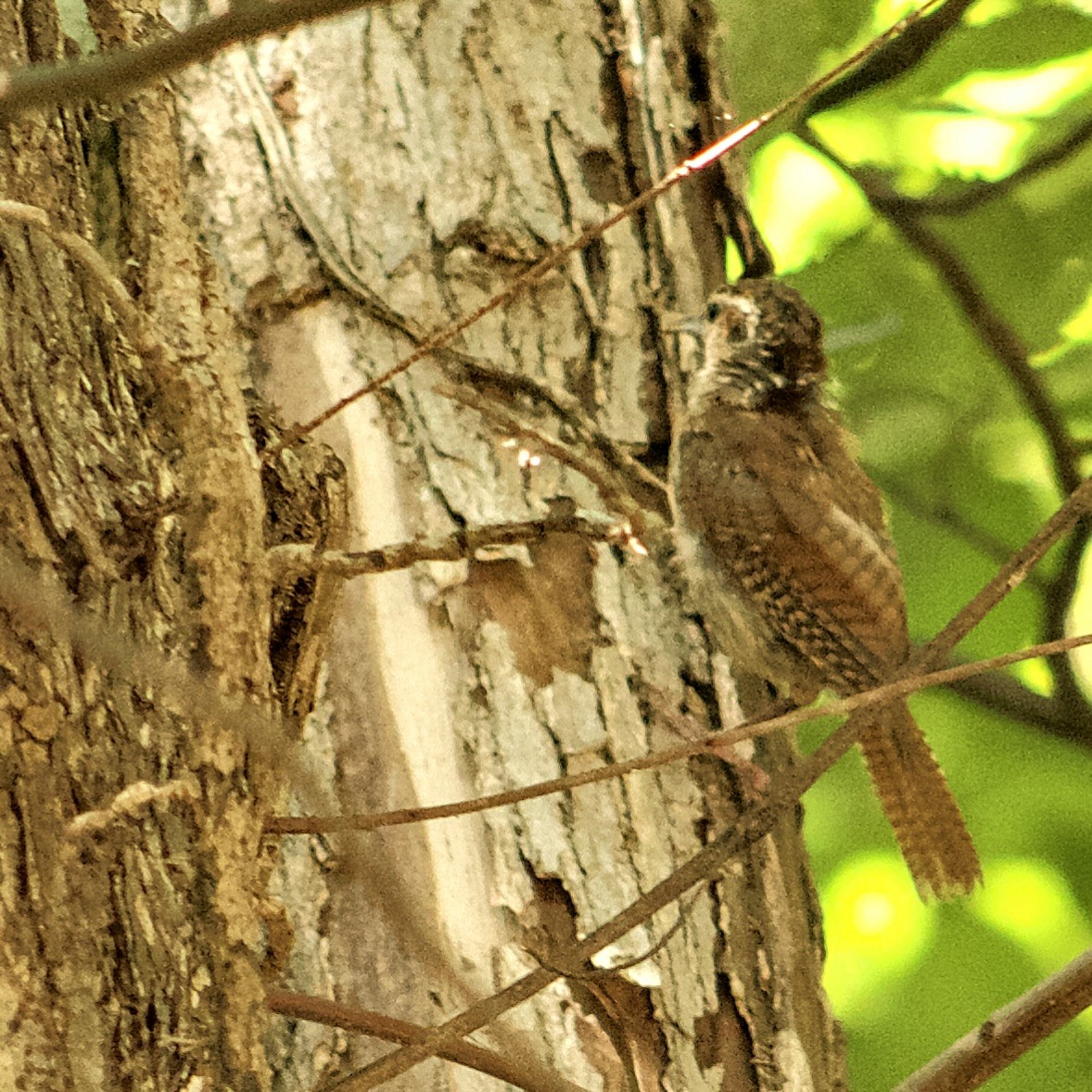 Carolina Wren - ML641457273