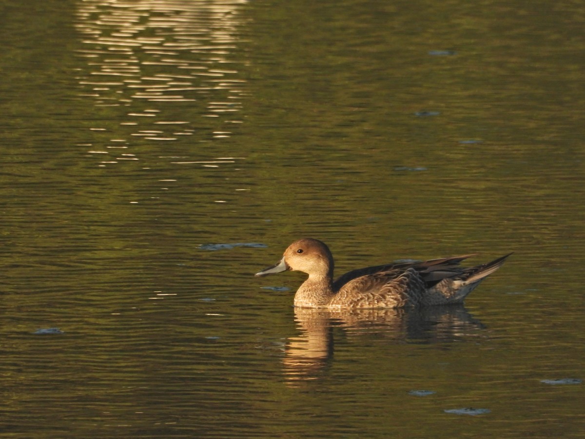 Northern Pintail - ML641457301