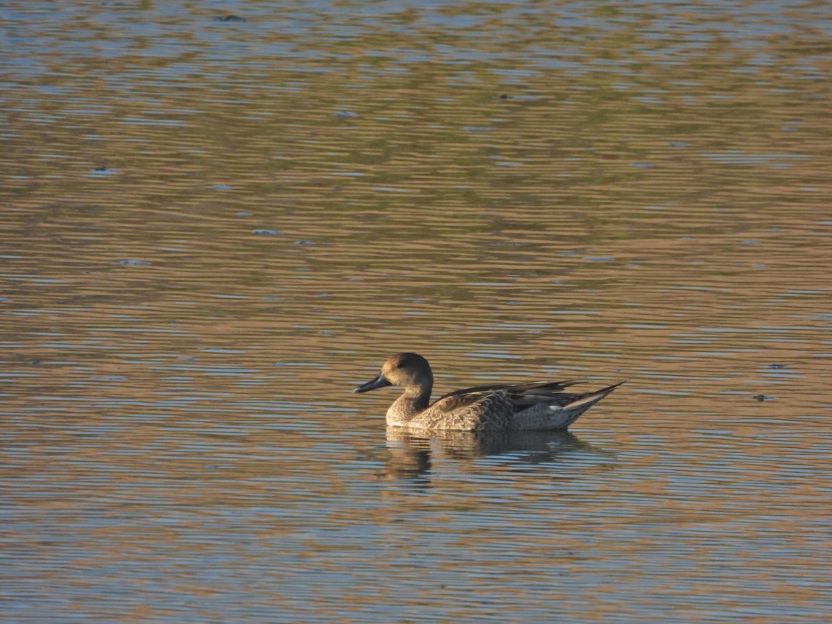 Northern Pintail - ML641457302