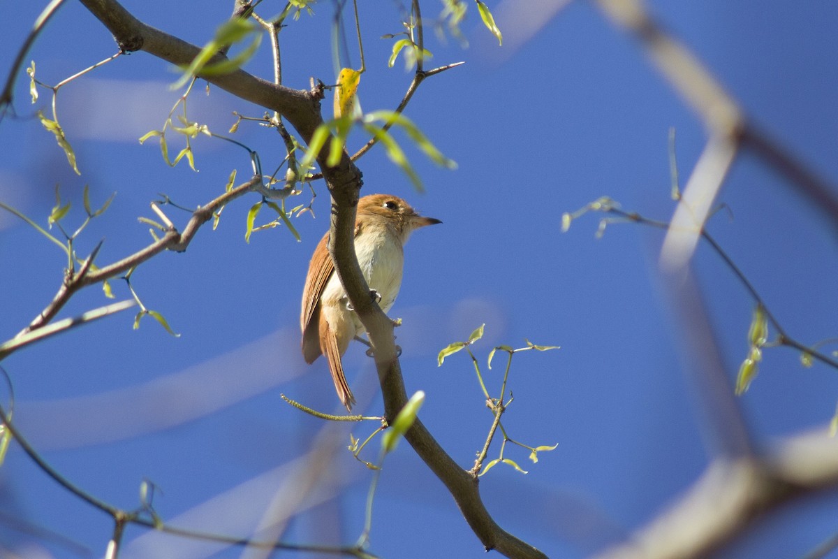Rufous Casiornis - ML641457319