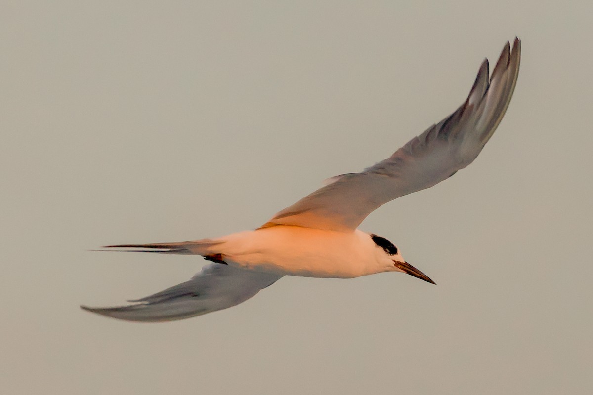 Forster's Tern - ML641457372