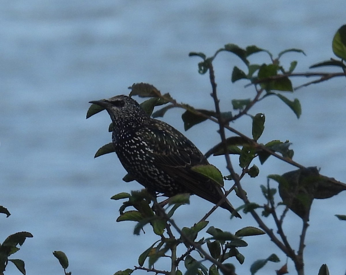 European Starling - ML641457378