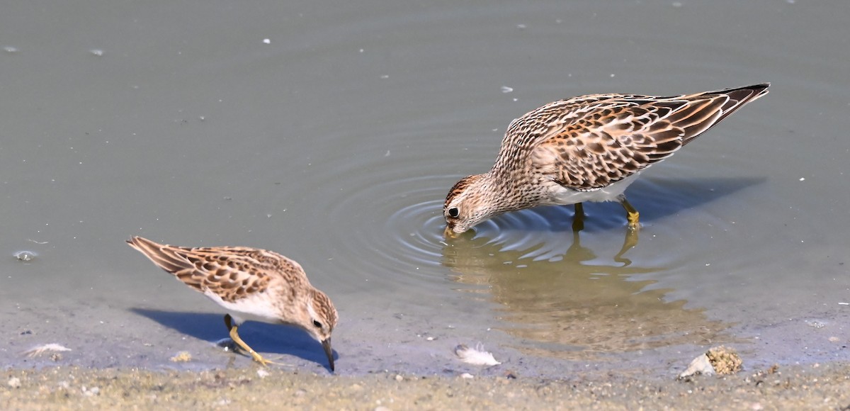 Pectoral Sandpiper - ML641457389