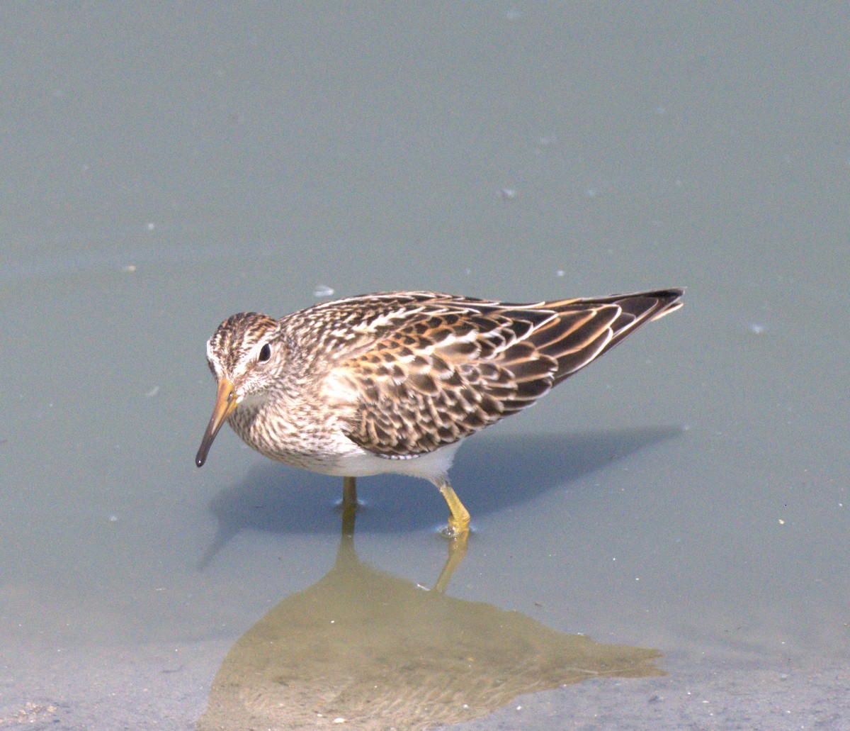 Pectoral Sandpiper - ML641457390