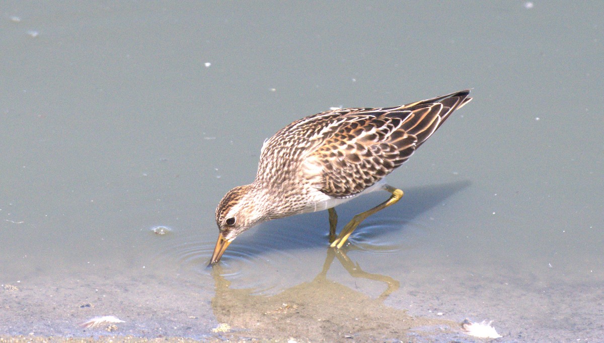 Pectoral Sandpiper - ML641457391