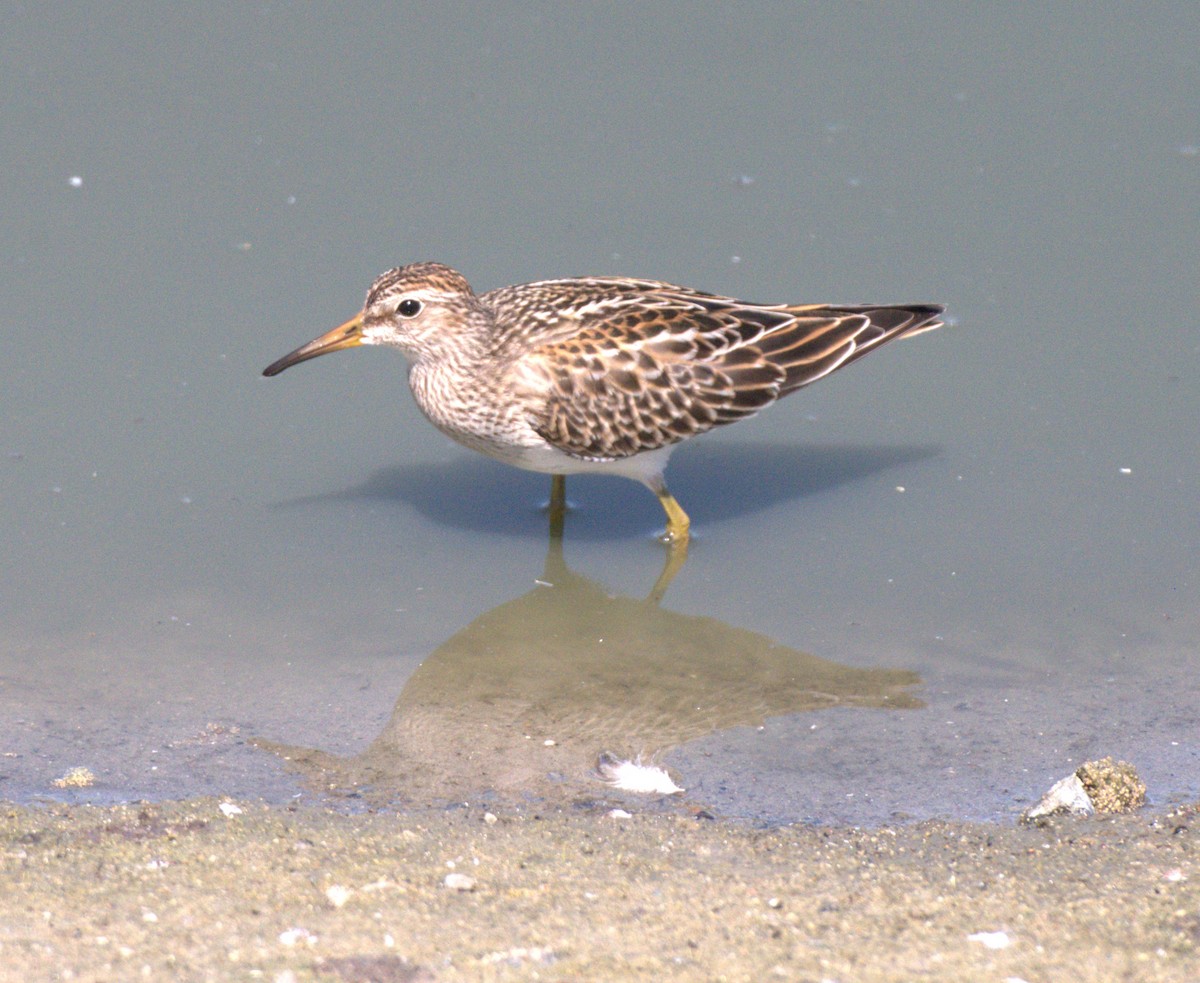 Pectoral Sandpiper - ML641457392