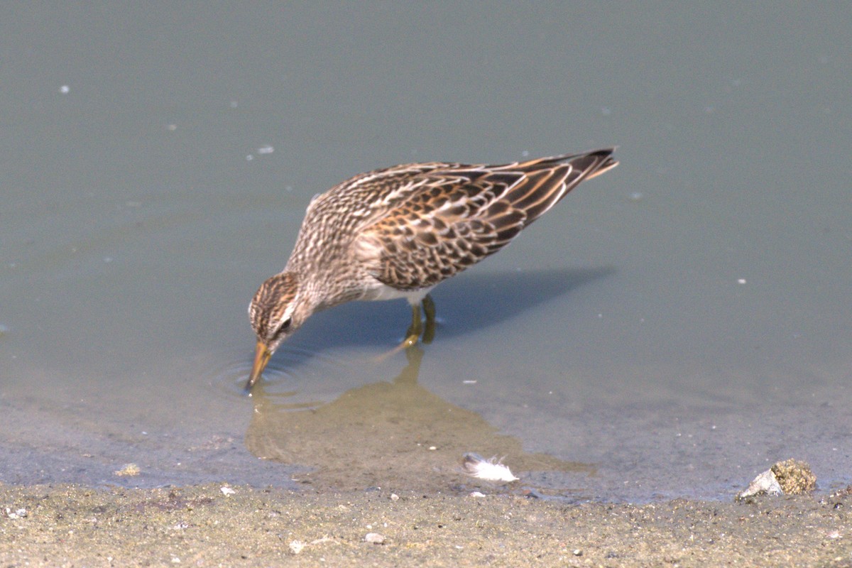 Pectoral Sandpiper - ML641457393