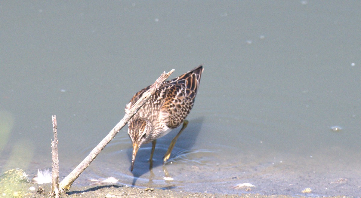 Pectoral Sandpiper - ML641457394