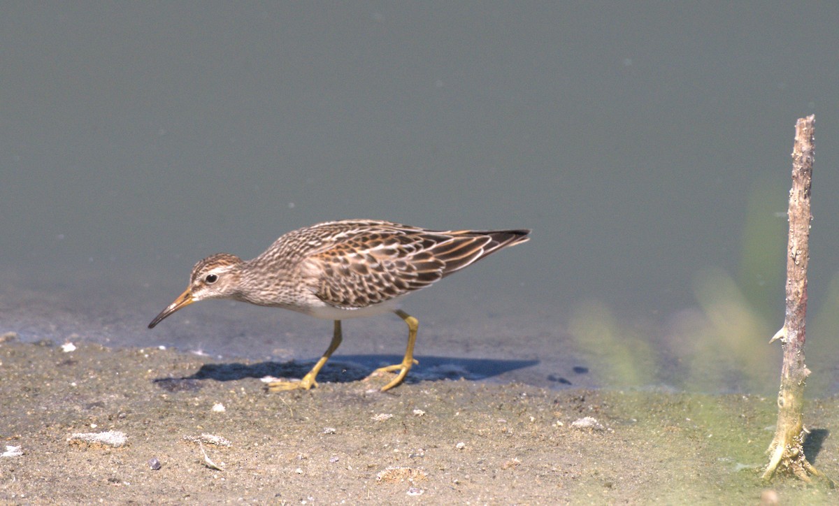 Pectoral Sandpiper - ML641457395