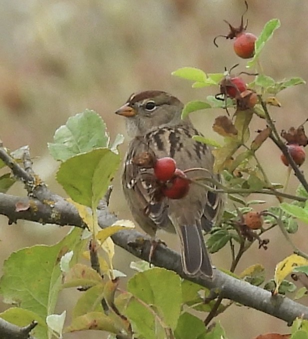 White-crowned Sparrow - ML641457420