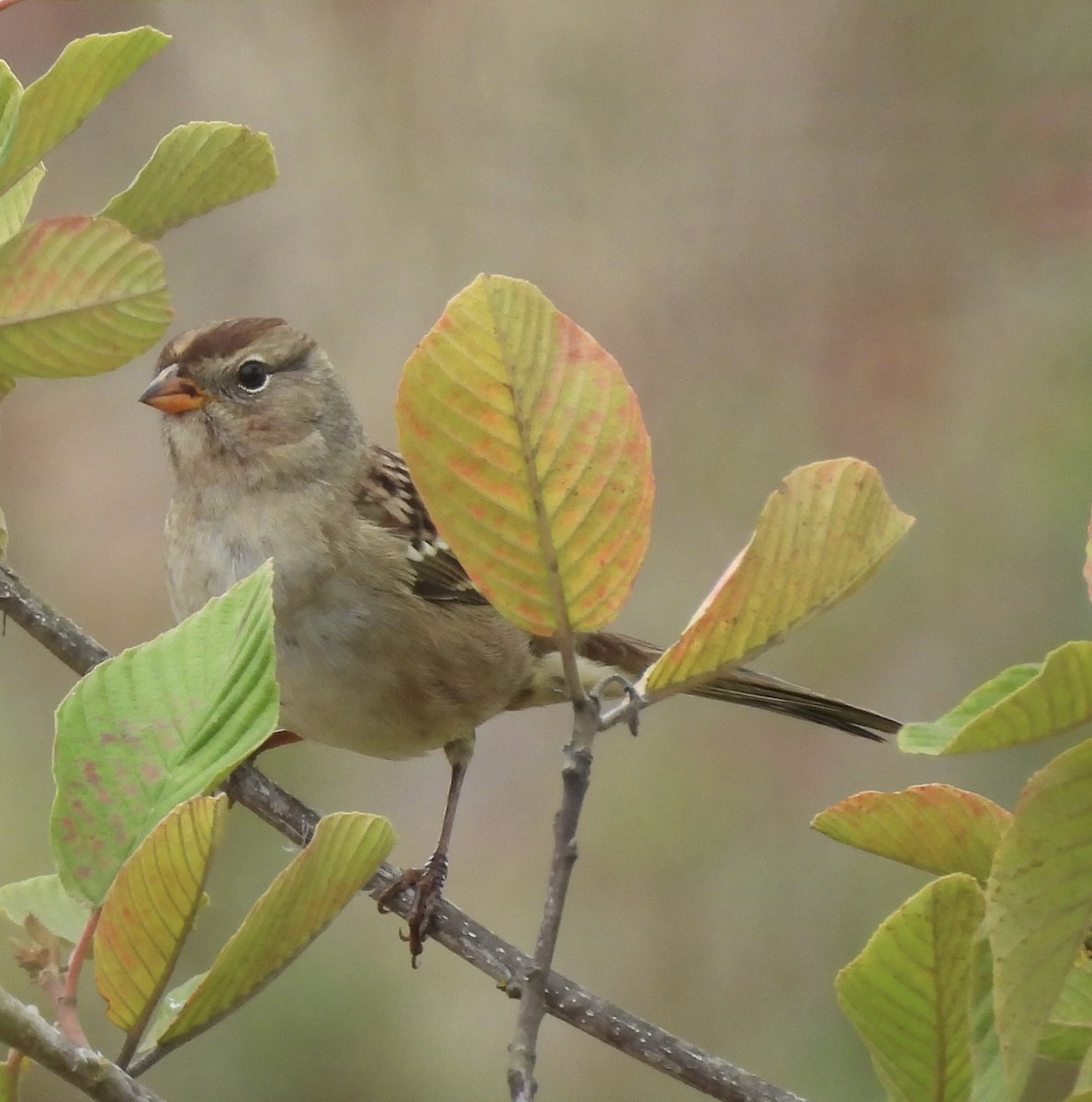 White-crowned Sparrow - ML641457421