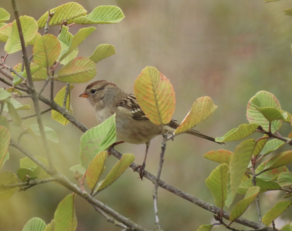 White-crowned Sparrow - ML641457422