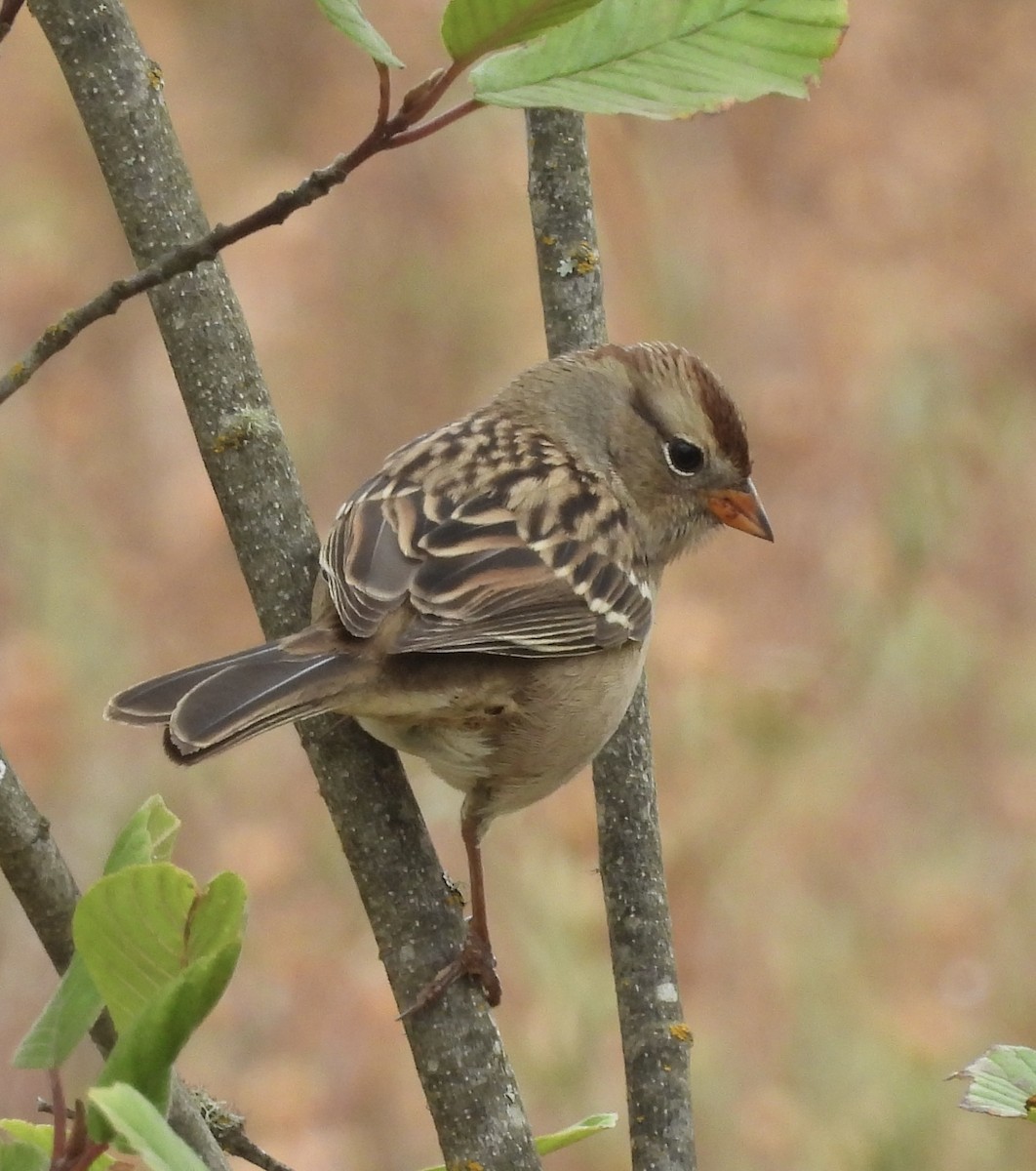 White-crowned Sparrow - ML641457423