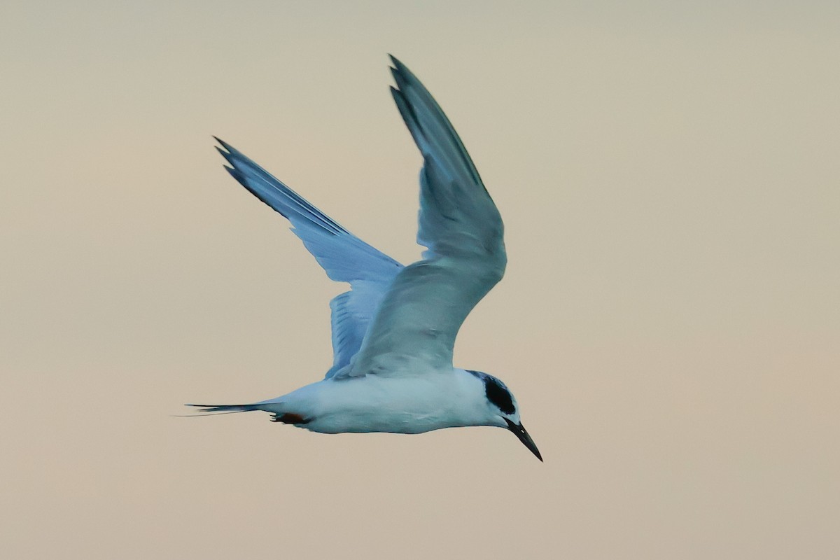 Forster's Tern - ML641457436
