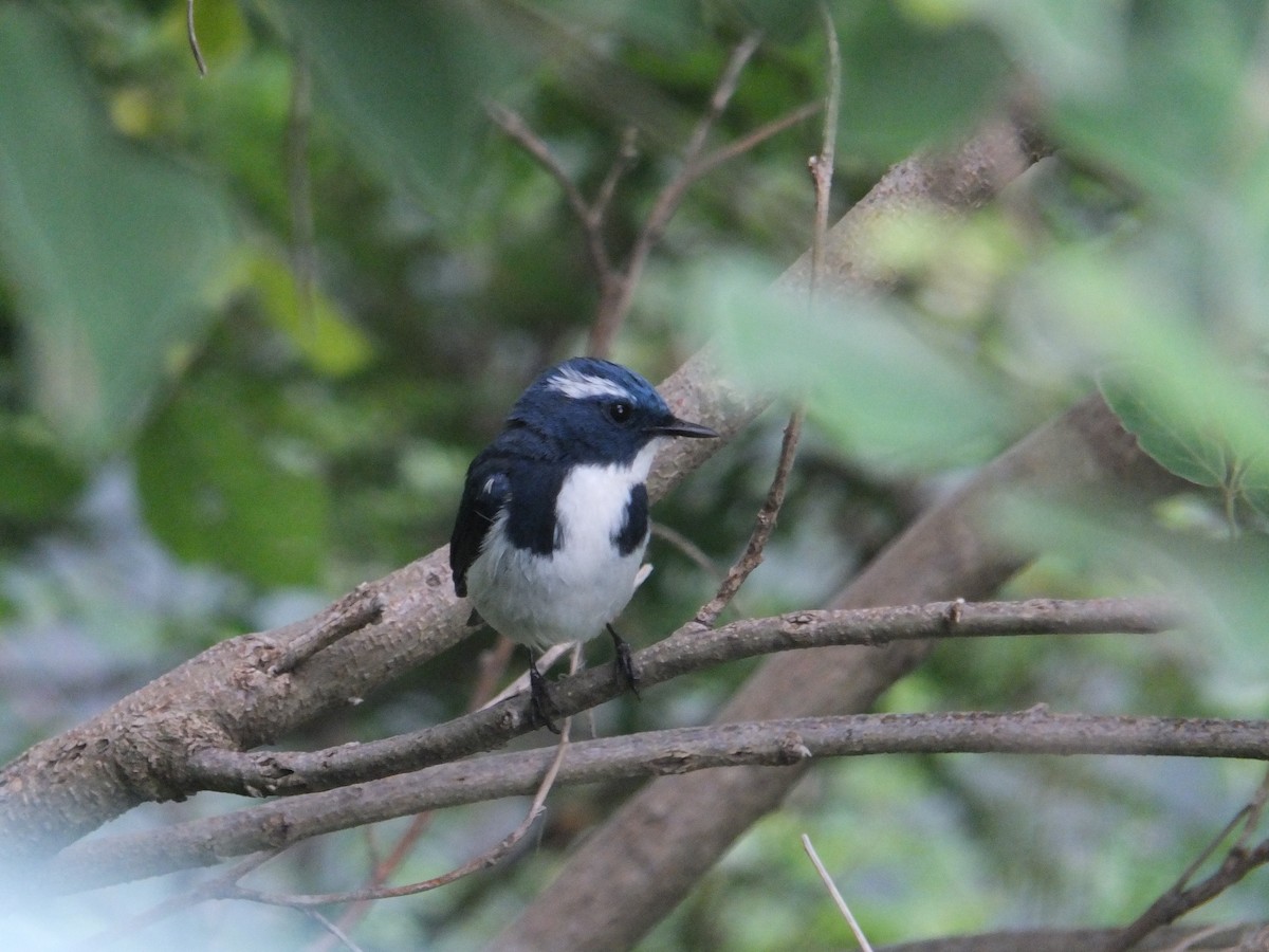 Ultramarine Flycatcher - ML641457446