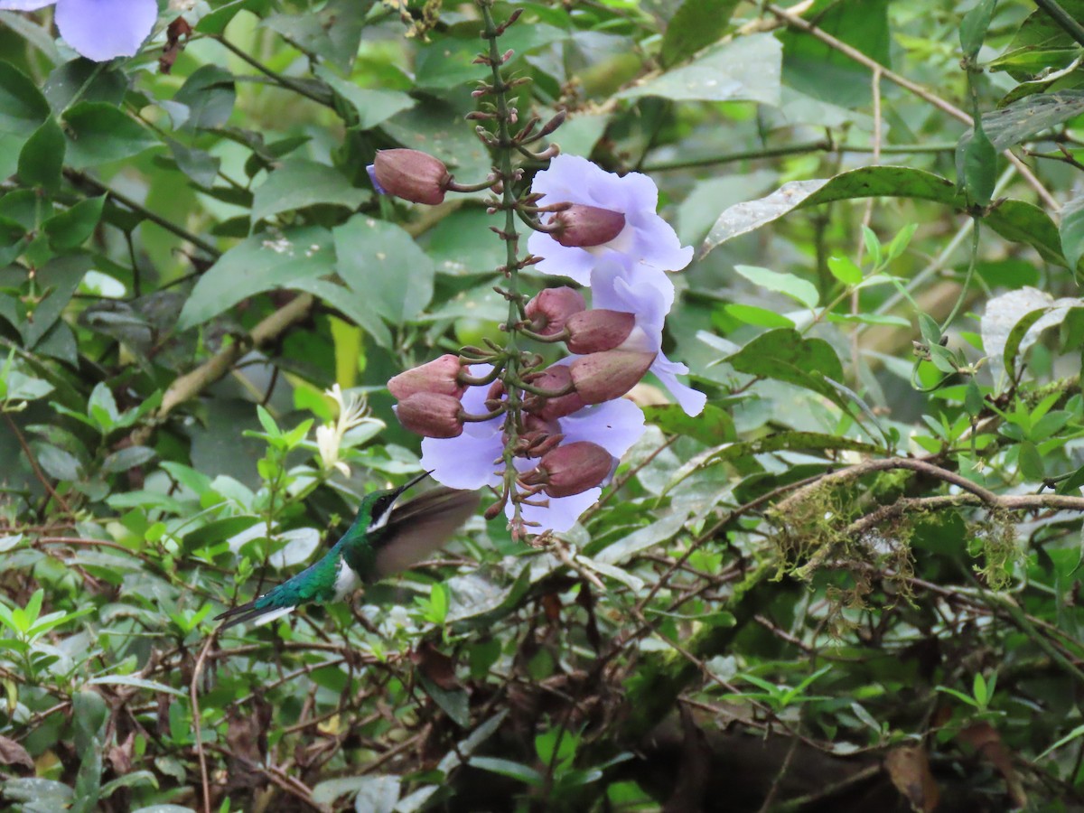 Purple-crowned Fairy - ML641457452