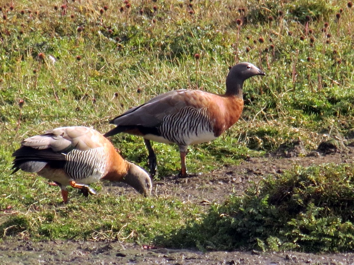 Ashy-headed Goose - ML641457459