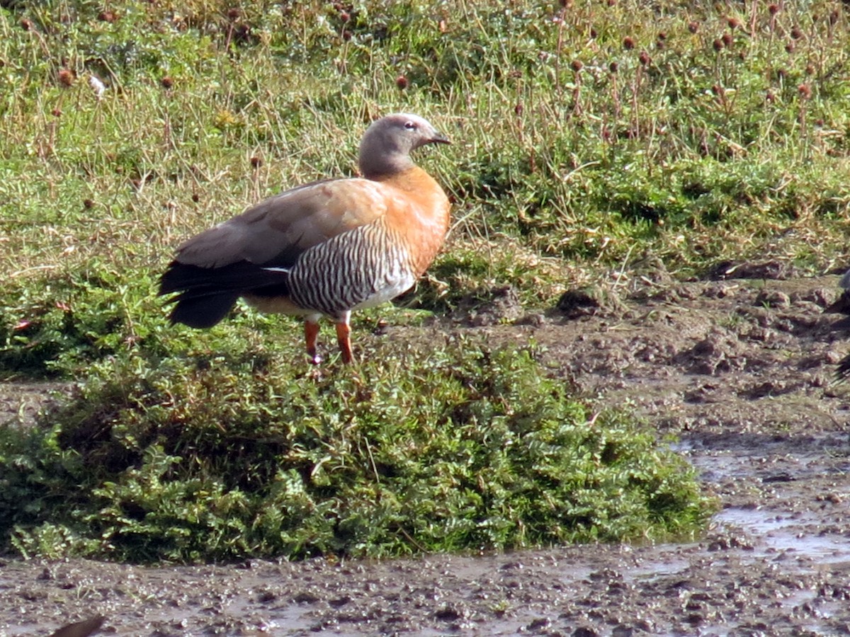 Ashy-headed Goose - ML641457460