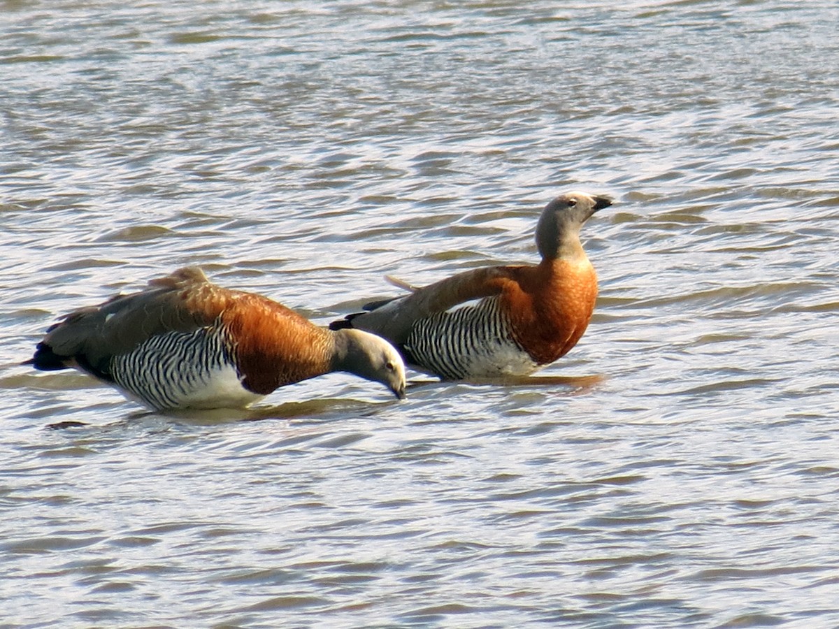 Ashy-headed Goose - ML641457462
