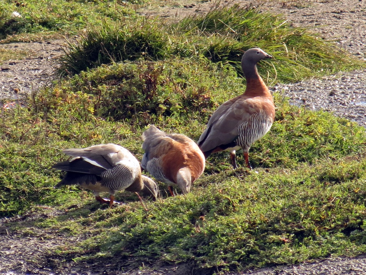 Ashy-headed Goose - ML641457463