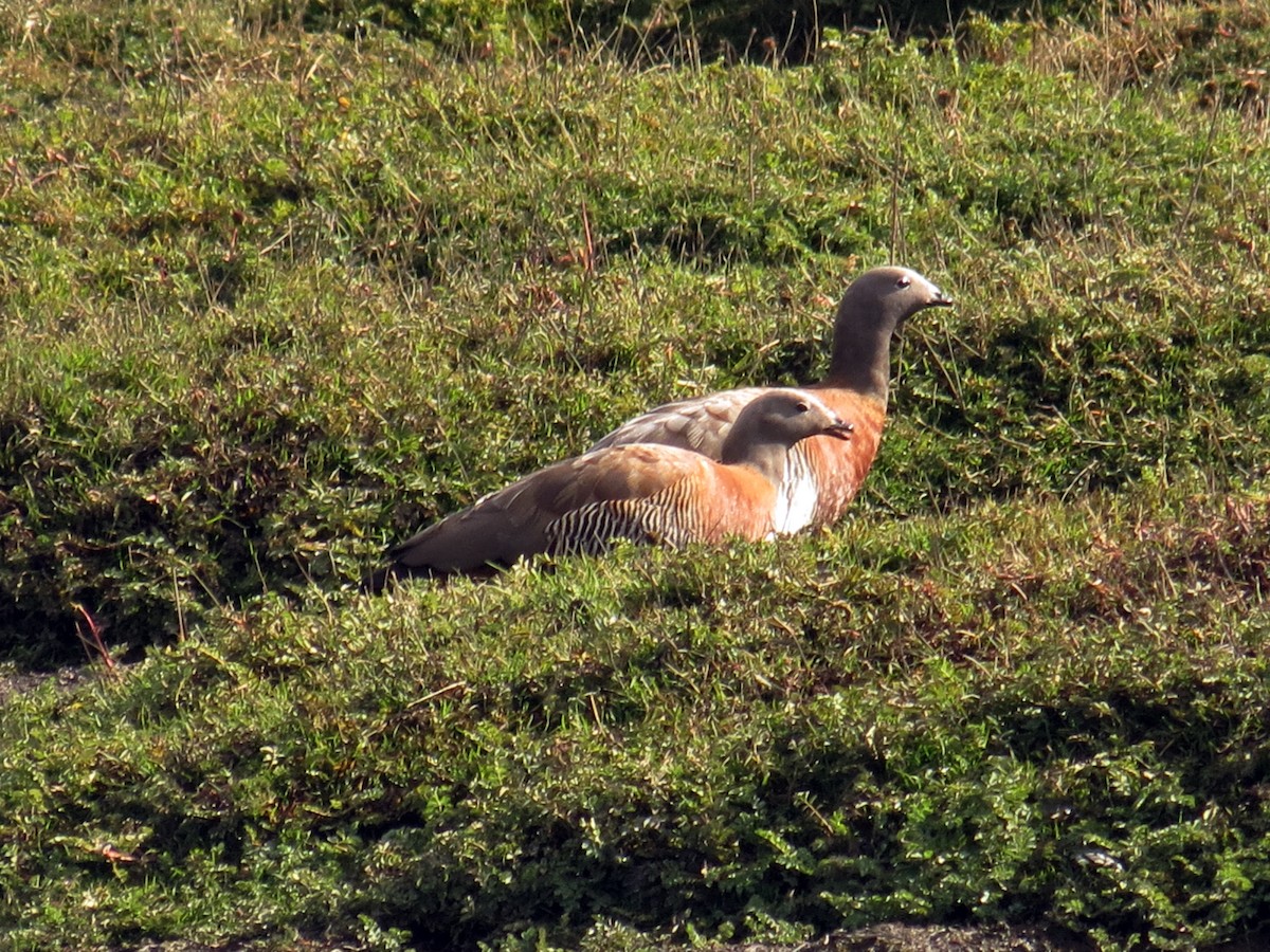 Ashy-headed Goose - ML641457464