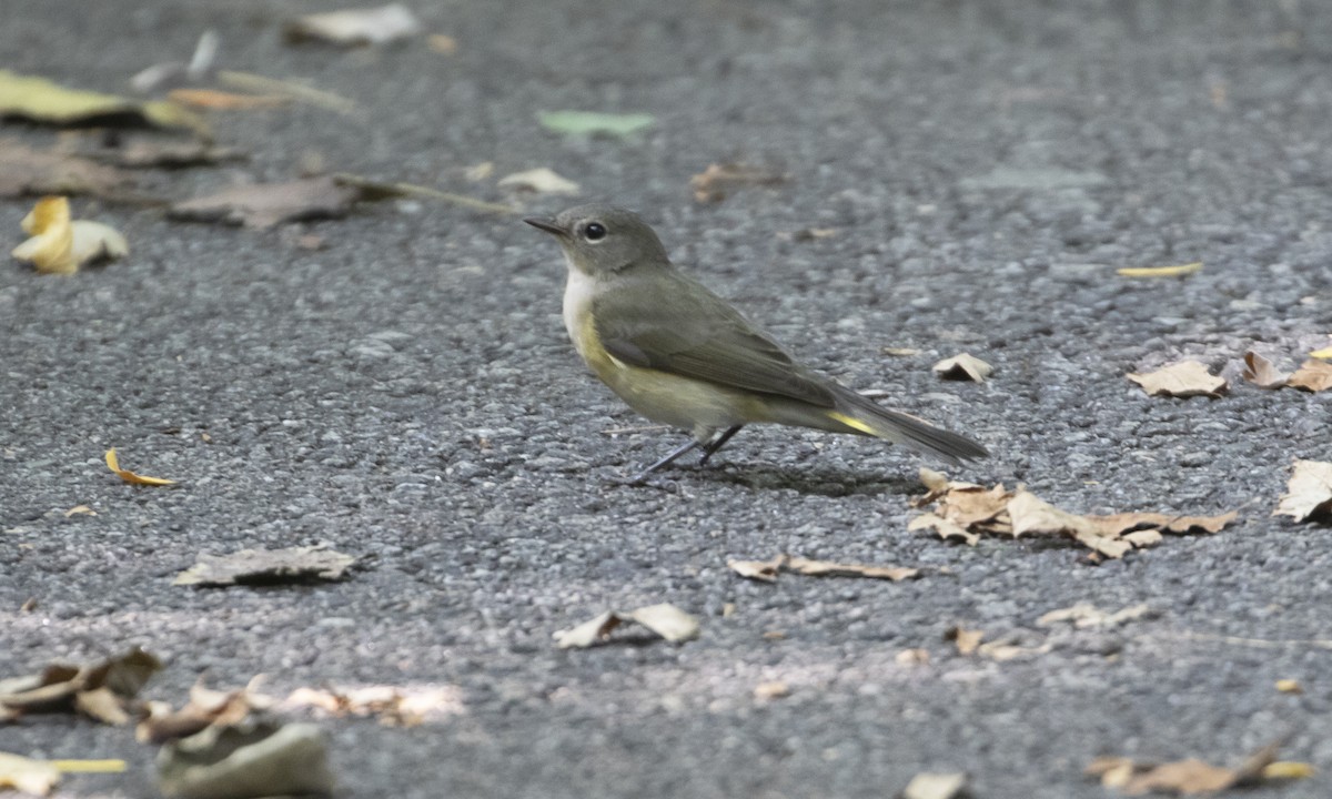 American Redstart - ML641457466