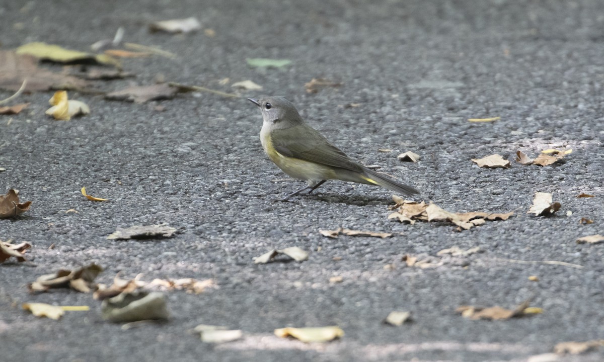 American Redstart - ML641457468