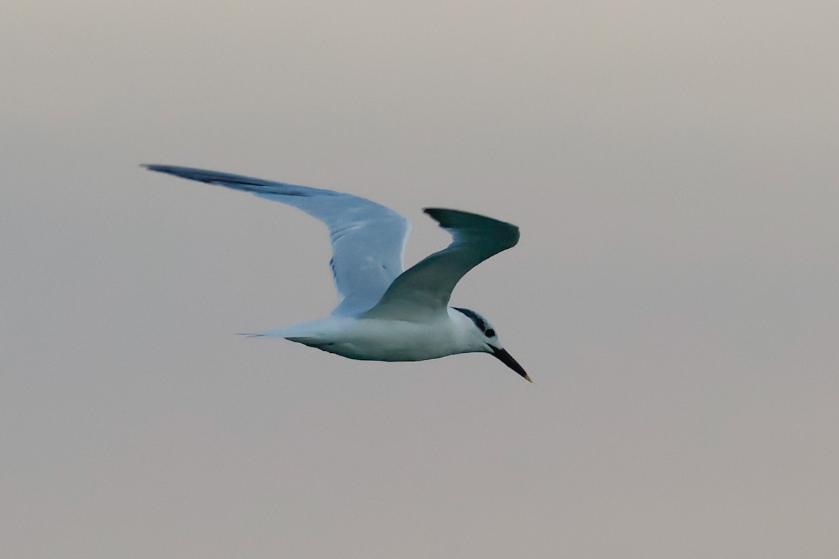 Sandwich Tern - ML641457489
