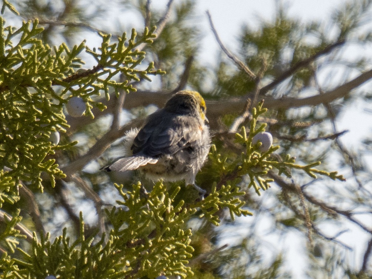Verdin - ML641457491