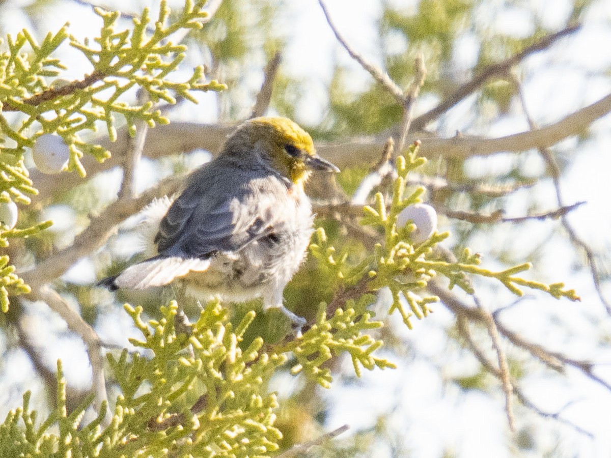 Verdin - ML641457512