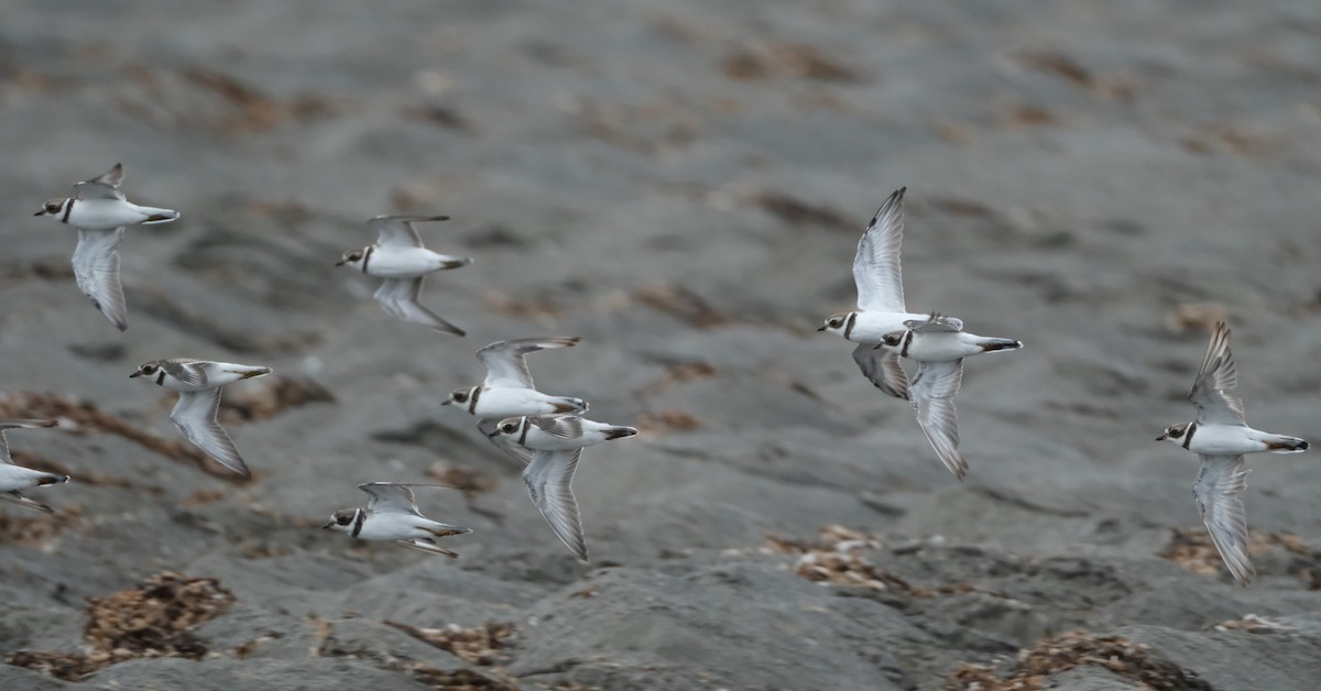 Semipalmated Plover - ML641457548
